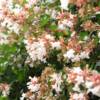 Glossy Abelia-
Semi evergreen shrub that grows 4 to 6 ' tall.
Glossy leaves with burgundy tinge.
White blooms summer into fall.
Best in full sun to part shade.