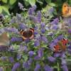 Blue Chip Butterfly Bush-
Dwarf variety that only grows to 30".
Blue/purple blooms summer into fall.
Plant in full sun.