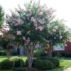 Crape Myrtle-
Deciduous shrub which can grow up to 15' tall.
Avaliable in a wide range of colors from white to dark purple.
Summer blooming.
Best in full sun.