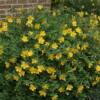 Saint Johns Wort-
Deciduous shrub that grows 3 to 4 ' tall.,
Drought tolerant.
Bright yellow blooms all summer.
Best in full sun.
Deer resistant.
