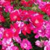 Knockout Roses-
Disease resistant variety that is everblooming summer into fall.
Comes in red, pink, yellow, white or rainbow.
Grows 4' tall.
Plant in full sun.

