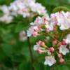 Juddii Viburnum-
Deciduous Viburnum that is a Korean Spice hybrid.
Pink buds that open to fragrant white blooms in spring.
Grows 4 to 5' tall with a rounded habit.
Full sun to part shade.