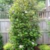 Bracken's Brown Beauty Magnolia-
Evergreen tree that grows to 30'.
Large showy white blooms in late spring.
Provide winter protection.
Great patio tree.
Plant in Sun.
