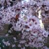 Thundercloud Plum-
Small tree that has burgundy foliage spring to fall and pale pink blooms early spring.
Grows to 18'.
