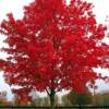 October Glory Maple-
Large growing shade tree that grows to 60'.
Red fall color.
Plant in full sun with room to grow.