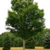 Zelkova-
Large growing tree that has a V shape that makes a great street tree.
Grows 40 to 60'.
Plant in sun.

