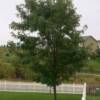 Skyline Honeylocust-
Medium growing tree that produces light shade.
Grows 30 to 40' tall.
Yellow fall color.