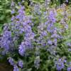 Walkers Low Nepeta-
Perennial that grows 18" tall by 24" wide.
Blooms May to Frost.
Purple blooms.
Best in sun.
Deer Resistant.