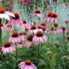 Magnus Coneflower-
 (Echinacea)
Perennial.
Pink daisy like blooms with a red center in summer.
Grows to 36" tall.
Best in full sun to light shade.
Deer resistant.