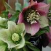 Roral Heritage Hellebore-
Antique shades of red, pink and white appear late winter into spring.
Glossy evergreen foliage.
Grows 14 to 18" tall.
Plant in sun or shade.
Deer resistant.
