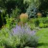 Little Spire Russian Sage-
(Perovskia)
Compact variety that will not flop and stays upright with lilac purple blooms in summer.
Grows to 24".
Best in full sun.
Deer resistant.