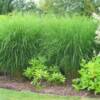 Maiden Grass (Miscanthus Gracillimus ) - 
A very popular grass with a graceful rounded form that grows up to 7' tall and 5' wide.
Copper red plumes in October.
Plant in full sun.
