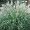 Dwarf Maiden Grass (Miscanthus Sinensis) - 
Compact form that grows 4' tall and 5' wide.
Prolific blooms in fall.
Best in full sun.
Deer resistant.
