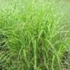 Little Zebra Grass (Miscanthus) -
Superb dwarf variety with gold bands on green foliage.
Reddish purple plumes in fall.
Grows 3 to 4' tall.
Plant in full sun.
Deer resistant.
