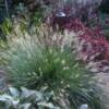 Hameln Fountain Grass (Pennisetum) - 
Dwarf form that grows 24 to 30" tall.
Creamy tan plumes in late summer.
Full sun to part shade.
Deer resistant.