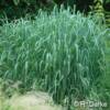 Heavy Metal Switch Grass 
(Panicum) -
Striking blue foliage with a strong upright habit that grows to 5'.
Seed heads appear to float across the top of the foliage in summer.
Best in full sun.
Deer resistant.

