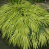 Aureola Japanese Forest Grass ( Hakonechloa) -
Slow creeping grass with bright golden yellow variegated foliage that grows to 18" tall.
Full sun to light shade.
Deer resistant.


