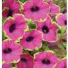 Wave Petunias-
One of the most popular annuals avaliable in a huge variety of colors.
Great for pots or in the garden.
They trail and become very bushey making them the perfect flower.
Best in full sun with moist, not wet soil.

