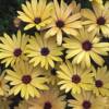 Osteospermum-
large daisy like blooms 2-3" across.
Avaliable in many colors.
Does better in cooler temps.
Great for pots  or beds.
Best in full sun.
Drought tolerant.