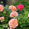 Geranium-
A vigorous growing annual that loves it hot and sunny.
Grows 12 to 18" tall.
Endless array of colors.
Great for pots or beds.
Very drought tolerant.
Best in full sun.