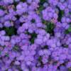 Ageratum-
Annual flower that grows up to 24" tall in pink,blue or white.
Very easy to grow.
Plant in sun or part shade.
