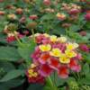 Lantana-
Blooms all summer in full sun.
Can grow up to 28" tall with woodey stems.
Drought tolerant.