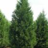 Leyland Cypress - 
A fast growing evergreen.
Grows to 40'. 
Can grow up to 3' a year once roots are established.
Plant in well drained soil.
Can be kept as a smaller hedge with pruning.
Will do best in Sun.