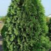 Dark American Arborvitae- 
Grows to 15', can easily be kept pruned to any size.
Plant in full sun or part shade.