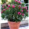 Oleander-
A easy to grow tropical flower that loves it sunny and dry.
Blooms all summer.
Easy to grow indoors in full sun.
Allow it to dry out in between waterings.