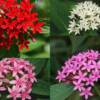 Pentas-
Star shaped clusters of blooms all summer.
Grows to 18" tall.
Plant in full sun.
Drought tolerant.