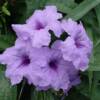 Mexican Petunia ( Ruellia) -
Easy to grow tropical annual that thrives in sunny drought like conditions.
Blooms all summer.
Plant in sun.