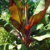 Red Ensete Banana - 
Tropical non fruiting Banana that does great in a pot or in the garden.
Valued for its large red leaves.
Can grow up to 8' in one season.
Sun or part shade.
