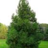 Yoshino Cryptomeria-
Evergreen that grows 30 to 50' tall.
Pyramidal habit.
Best in full sun.
Deer resistant.
