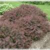 Royal Burgundy Barberry-
Dark red foliage spring to fall.
Grows to 36".
Can be pruned to any size.
Deciduous.
Best in full sun.
Deer resistant.