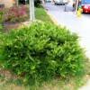 Harringtonia Japanese Plum Yew-
Low growing evergreen that grows to 24" high and 3' wide.
Slow growing.
Very graceful habit.
Sun or dense shade.
Excellent deer resistance.